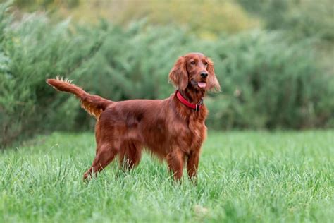 Irish Red Setter Mix