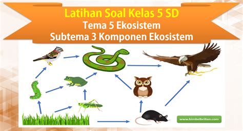 Soal Tema 5 Kelas 5 Sd Subtema 3 Keseimbangan Ekosistem Dan Kunci