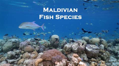 Maldivian Fish Names And Photos You Can See While Snorkeling