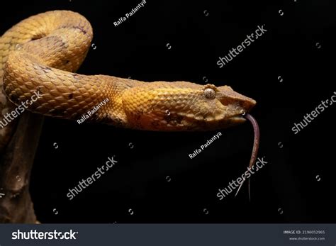 Close Yellow Flat Nosed Pit Viper Stock Photo 2196052965 | Shutterstock