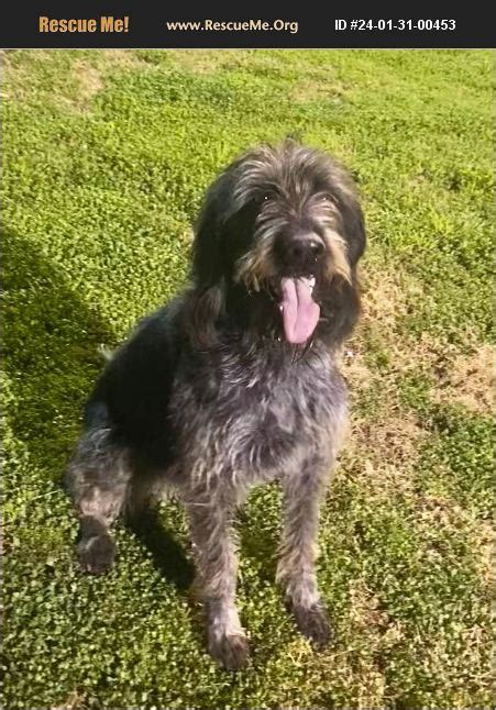 Adopt German Wirehaired Pointer Rescue Chandler Az