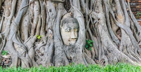 Estatua de la cabeza de buda antiguo en las raíces del árbol en wat