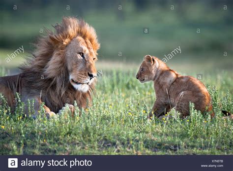 Male Lion Playing Cub High Resolution Stock Photography and Images - Alamy