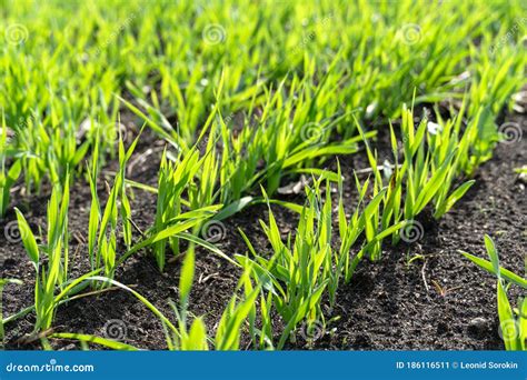 Cultivo De Brotes De Pl Ntulas De Ma Z Verde J Venes En El Campo