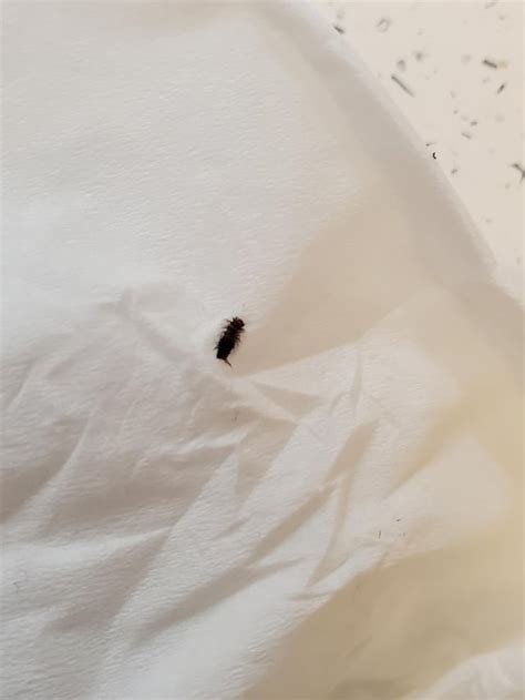 Carpet Beetles Larvae? : r/carpetbeetles