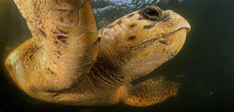 The Infinitesimal Life Aboard Sea Turtles Hakai Magazine