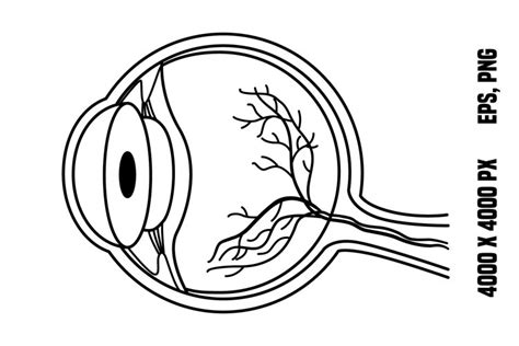 Anatomy of the Human Eye for Coloring