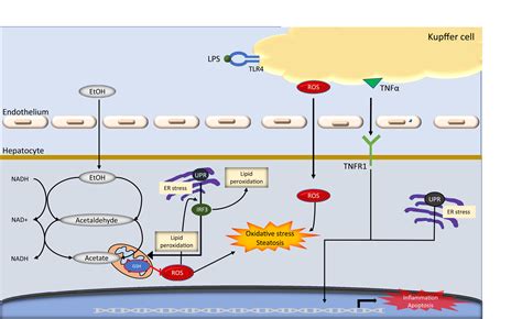 Kupffer Cells The American Journal Of Pathology