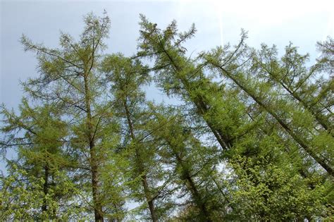 Tree Tops Free Photo Download Freeimages