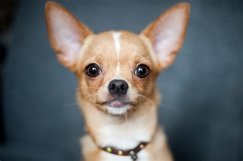 Chihuahua Free Stock Photo Public Domain Pictures