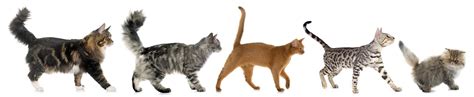 Can Cats Control Their Tails Best Tail Meanings Revealed