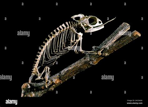 19th century chameleon skeleton. 19th century skeleton of a chameleon ...