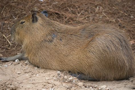 Visit the Capybara Petting Zoo in Newcastle - Baby Capybara