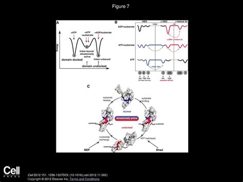 An Interdomain Energetic Tug Of War Creates The Allosterically Active