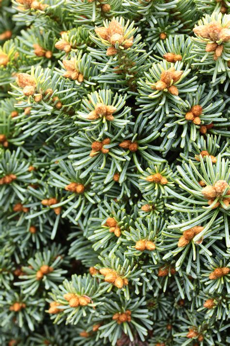 Abies Lasiocarpa Alpine Beauty Subalpine Fir Conifer Kingdom