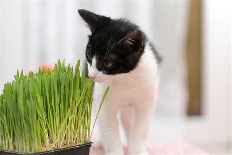 Katzengras Gefahren Und Alternativen