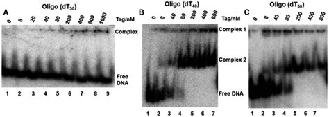 Length Requirement For Sv Tag Binding To Ssdna Increasing