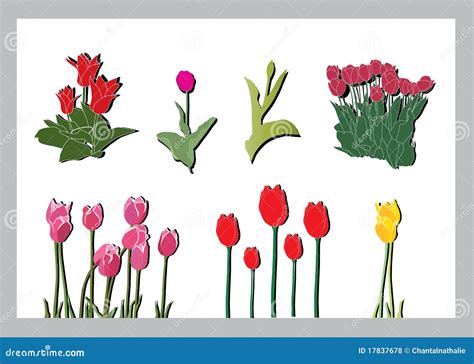 Tulips Silhouettes Set Stock Vector Illustration Of Poster 17837678