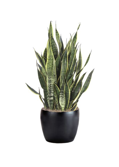 Sansevieria Laurentii Phillip S Interior Plants Displays