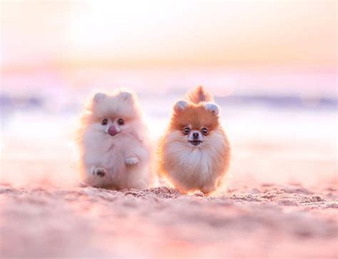 Pin By Diana Nealon On Pomeranian Pooches Cute Dogs Cute Baby