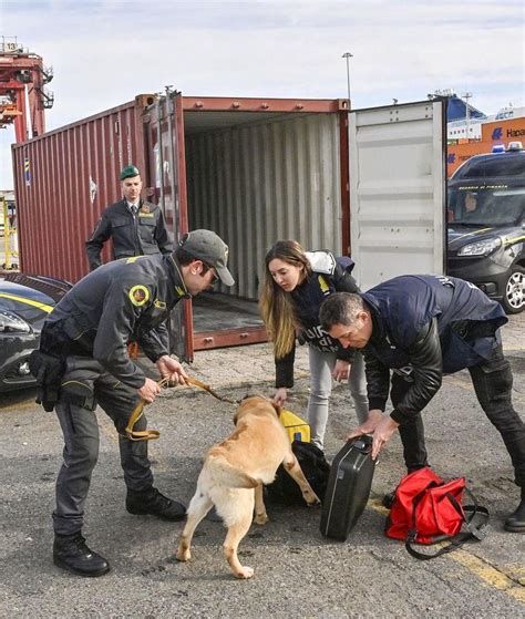 Nove Chili Di Cocaina Sequestrati Un Arresto A Livorno