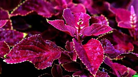 Why Are My Coleus Leaves Curling 10 Causes And Solutions