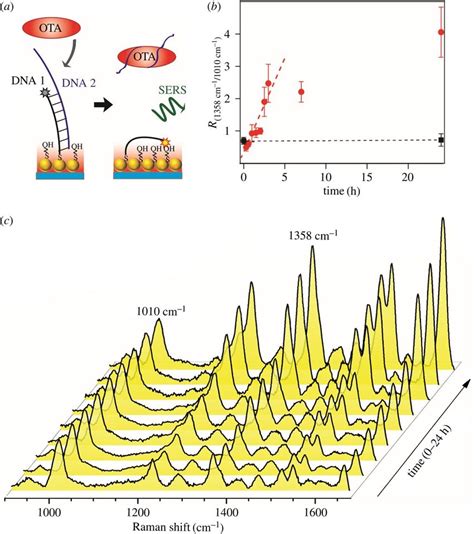 A Schematic Illustration Of The SERS Detection Of OTA Using OTA