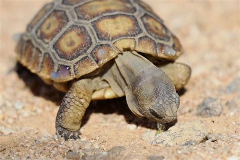 Juvenile Desert Tortoise