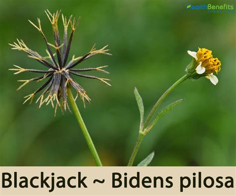 Bidens Pilosa Flowers Of India Best Flower Site