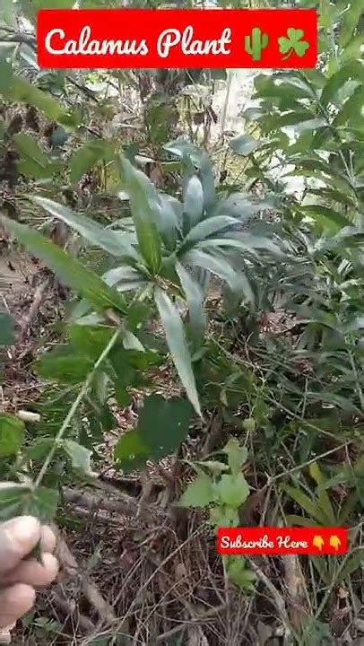 Calamus Plant 🌵☘️🌵☘️🌵 Shorts Trending Viral Plants Youtube