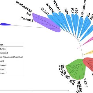 Phylogenetic Tree Constructed From Core Single Nucleotide Polymorphisms