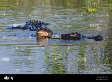 American Alligators Mating Hi Res Stock Photography And Images Alamy