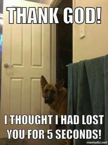 25 Goofy Memes Of German Shepherds That Will Make You Laugh All Day