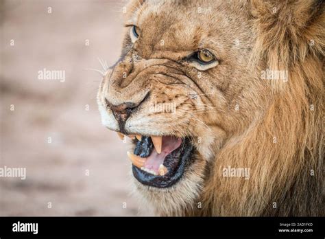 African Lion Growling High Resolution Stock Photography And Images Alamy