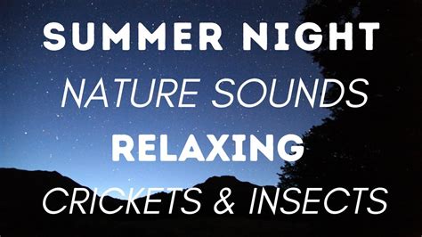 Summer Night Nature Sounds Relaxing Crickets And Insects For Sleep Youtube