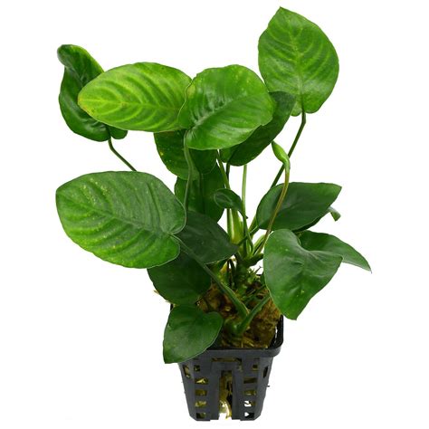 Anubias Barteri Var Nana Large Topf Aquasabi Aquarium Shop