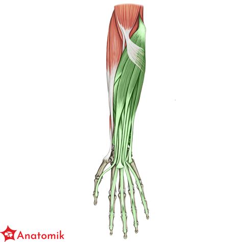 Mi Nie Przedramienia Anatomik Pl