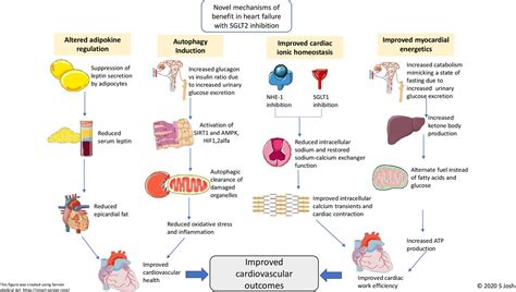 Sodium Glucose Co Transporter 2 Inhibitor Therapy Mechanisms Of Action