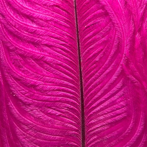 hh ostrich plume pacific rivers outfitting company