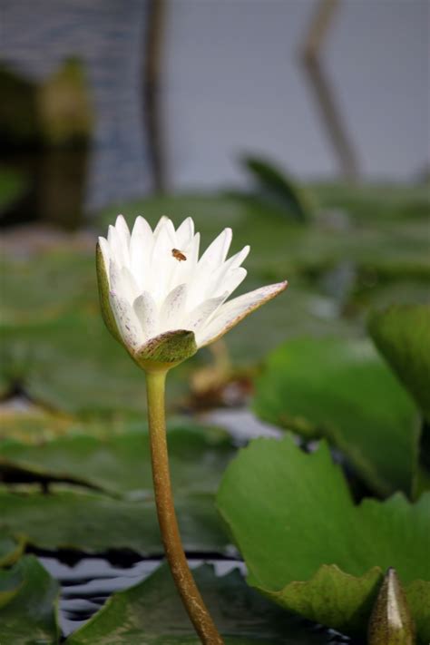 White Lotus Flower In Blossom Free Stock Photo Public Domain Pictures