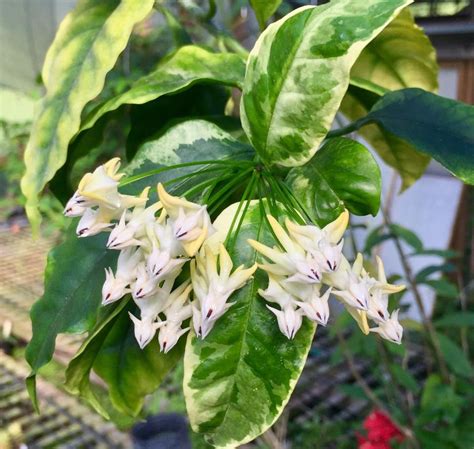 Hoya Multiflora Variegata