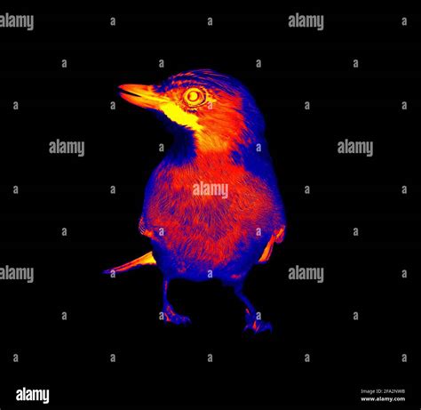 Common Jay In Black Background Scanning The Animals Body Temperature