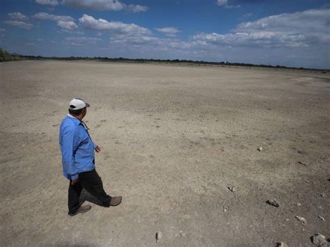 Cierre De Fincas De Camar N En Honduras Por Falta De Mercados