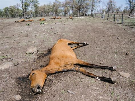 Starving And Dead Horses Photographed At Toowoomba Farm Herald Sun