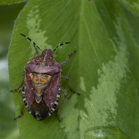 Bessenwants Dolycoris Baccarum Familie Pentatomidae C 79 Flickr