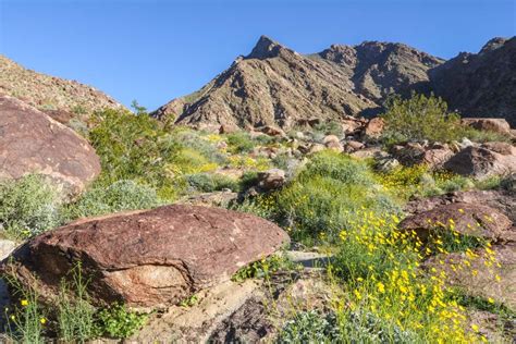 Anza-Borrego Desert Wildflowers Superbloom - Travel. Experience. Live.