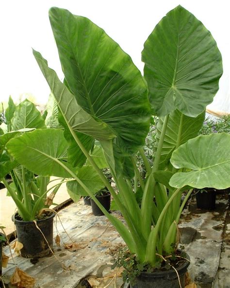 Oreja De Elefante Plantas De Interior