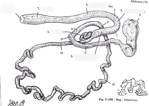 Comparative Veterinary Anatomy Diagram Quizlet