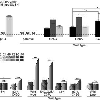 Adapted Viruses Replicate In Mismatched MiR 122 Expressing Cells A