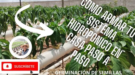 COMO GERMINAR SEMILLAS PARA HIDROPÓNIA COMO ARMAR TU SISTEMA